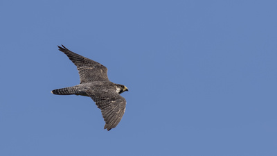 Gök Doğan - Falco peregrinus kuş fotoğrafı