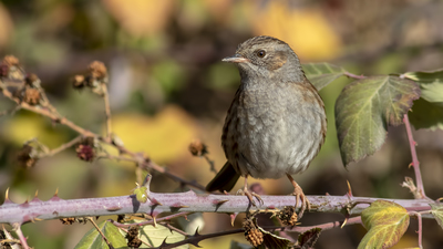 Dağbülbülü - Prunella modularis kuş fotoğrafı