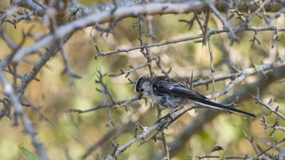 Uzunkuyruklu Baştankara - Aegithalos caudatus kuş fotoğrafı