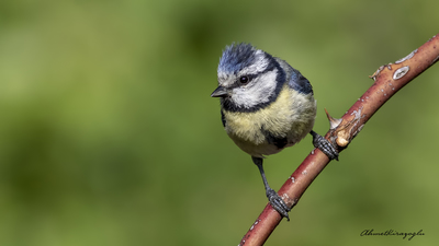 Mavi Baştankara - Cyanistes caeruleus kuş fotoğrafı