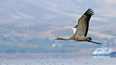 Turna (Grus grus) - Malatya / Battalgazi kuş fotoğrafı