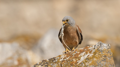 Küçük Kerkenez - Falco naumanni kuş fotoğrafı