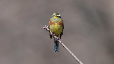 Bahçe çintesi (Emberiza cirlus) - Ankara / Kahramankazan kuş fotoğrafı
