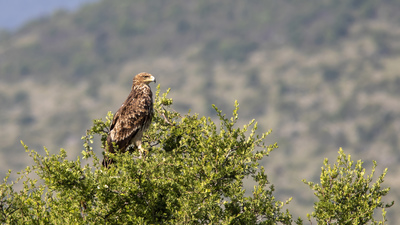 Şah Kartal