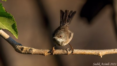 Maskeli Ötleğen - Curruca melanocephala kuş fotoğrafı