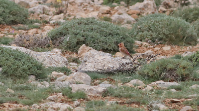 Alamecek - Rhodopechys sanguineus kuş fotoğrafı