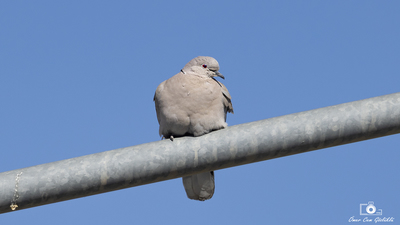 Kumru - Streptopelia decaocto kuş fotoğrafı