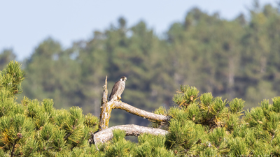 Gök Doğan - Falco peregrinus kuş fotoğrafı