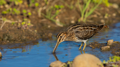 Suçulluğu - Gallinago gallinago kuş fotoğrafı