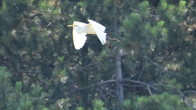 Büyük Ak Balıkçıl - Ardea alba kuş fotoğrafı