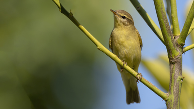 Söğütbülbülü (Phylloscopus trochilus) - Mersin / Mezitli kuş fotoğrafı