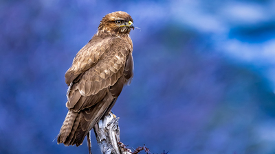 Şahin - Buteo buteo kuş fotoğrafı