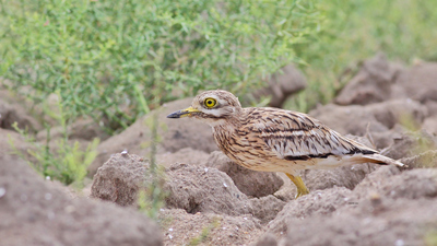 Kocagöz - Burhinus oedicnemus kuş fotoğrafı