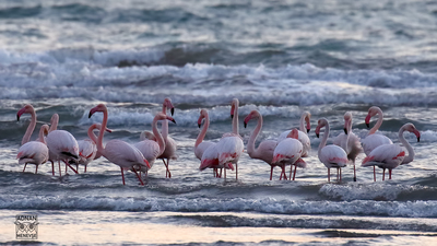 Flamingo - Phoenicopterus roseus kuş fotoğrafı