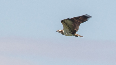 Balık Kartalı - Pandion haliaetus kuş fotoğrafı