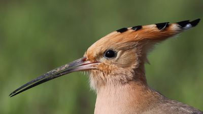 İbibik - Upupa epops kuş fotoğrafı