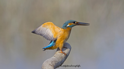 Yalıçapkını - Alcedo atthis
