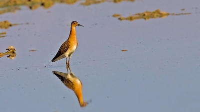Dövüşkenkuş - Calidris pugnax kuş fotoğrafı