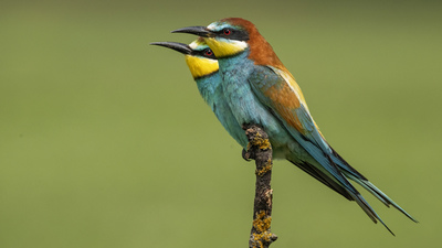 Arıkuşu (Merops apiaster) - İstanbul / Beykoz kuş fotoğrafı