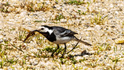 Ak Kuyruksallayan - Motacilla alba kuş fotoğrafı
