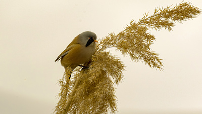 Bıyıklı Baştankara - Panurus biarmicus kuş fotoğrafı