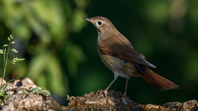 Bülbül - Luscinia megarhynchos kuş fotoğrafı