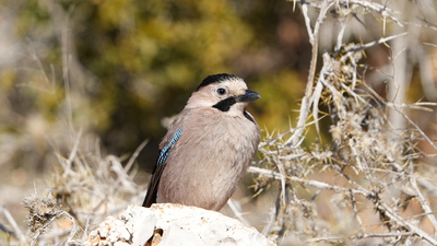 Alakarga - Garrulus glandarius kuş fotoğrafı
