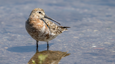 Kızıl Kumkuşu - Calidris ferruginea