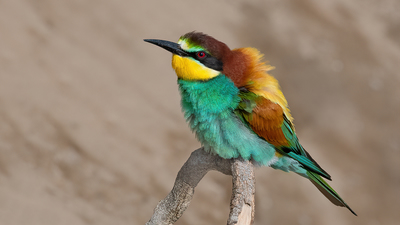 Arıkuşu - Merops apiaster kuş fotoğrafı