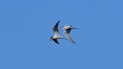 Sumru - Sterna hirundo kuş fotoğrafı