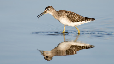 Orman Düdükçünü