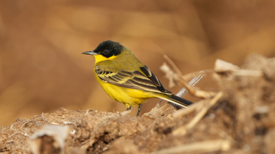 Sarı Kuyruksallayan - Motacilla flava kuş fotoğrafı
