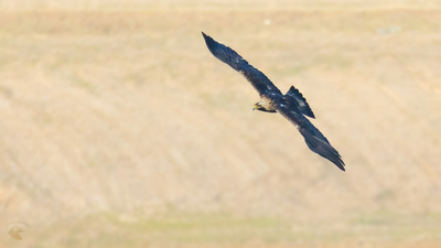 Şah kartal (Aquila heliaca) - Eskişehir / Odunpazarı kuş fotoğrafı