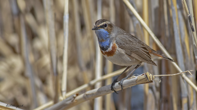 Mavigerdan - Luscinia svecica kuş fotoğrafı