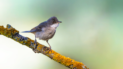 Akgerdanlı Ötleğen (Curruca communis) - Bolu / Dörtdivan kuş fotoğrafı