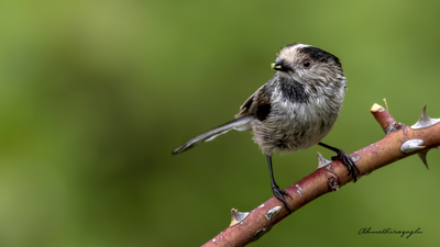 Uzunkuyruklu Baştankara - Aegithalos caudatus kuş fotoğrafı