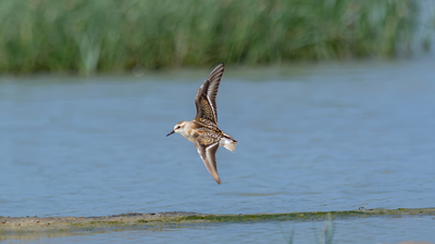 Küçük Kumkuşu - Calidris minuta