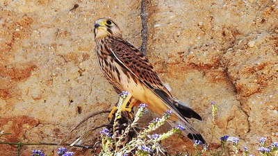 Kerkenez - Falco tinnunculus kuş fotoğrafı