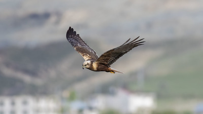 Saz Delicesi (Circus aeruginosus) - Van / İpekyolu kuş fotoğrafı