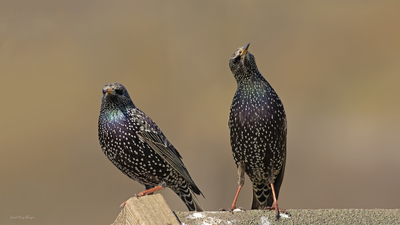 Sığırcık - Sturnus vulgaris kuş fotoğrafı