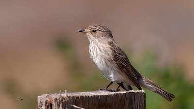 Benekli Sinekkapan - Muscicapa striata kuş fotoğrafı