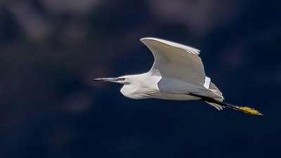 Küçük ak balıkçıl (Egretta garzetta) - Isparta / Eğirdir kuş fotoğrafı