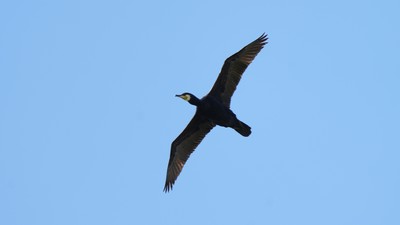 Karabatak - Phalacrocorax carbo kuş fotoğrafı