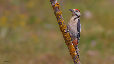 Orman Alaca Ağaçkakanı - Dendrocopos major kuş fotoğrafı