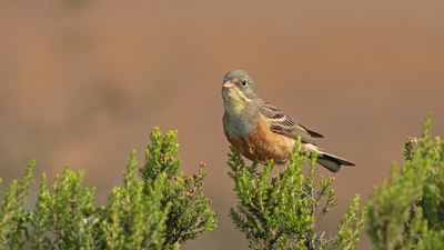 Kirazkuşu - Emberiza hortulana kuş fotoğrafı