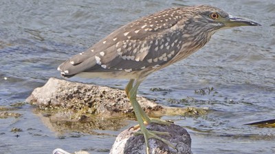 Gece Balıkçılı (Nycticorax nycticorax) - Çanakkale / Ezine kuş fotoğrafı