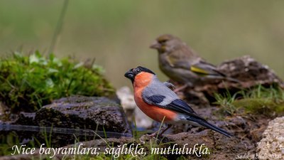 Şakrak - Pyrrhula pyrrhula kuş fotoğrafı