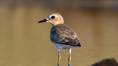Büyük Cılıbıt - Anarhynchus leschenaultii kuş fotoğrafı