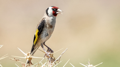 Saka - Carduelis carduelis kuş fotoğrafı