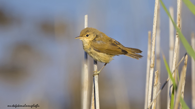 Saz Kamışçını - Acrocephalus scirpaceus kuş fotoğrafı